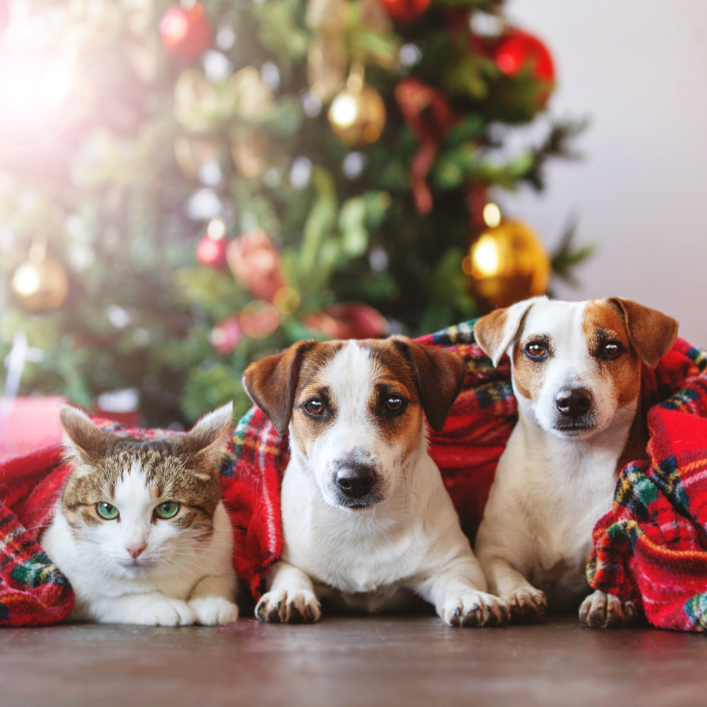 Les animaux dans la décoration de Noël : Les animaux dans la